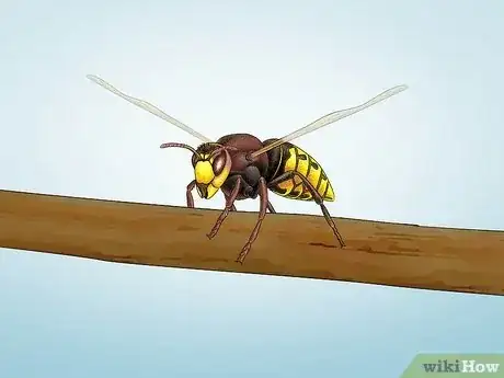 Image titled Identify Wasps Step 10