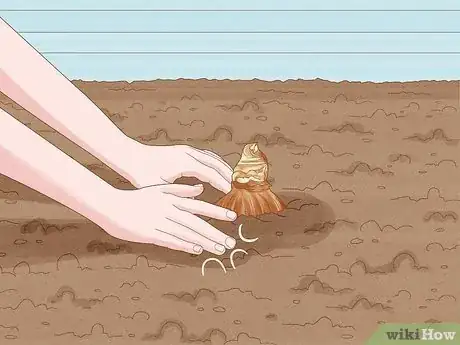 Image titled Plant Amaryllis Step 6