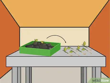Image titled Grow a Chilli Plant from a Seed Step 7