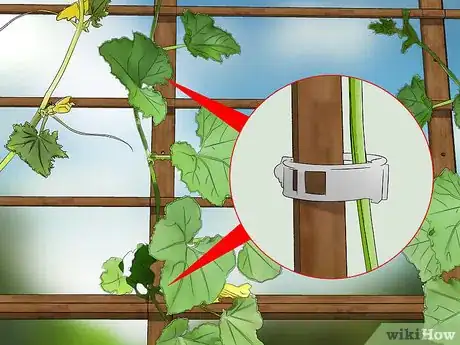 Image titled Prune Cucumber Plants Step 10