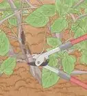 Prune a Snowball Bush