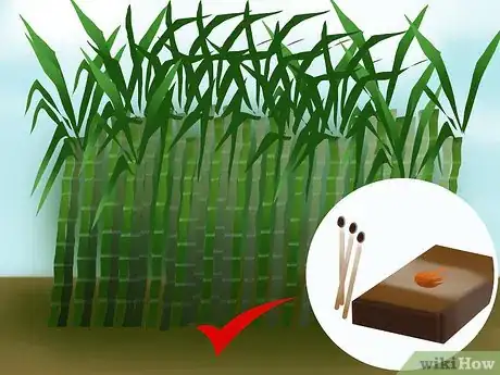 Image titled Harvest Sugar Cane Step 11