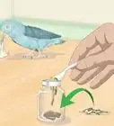 Spot Signs of Illness in Parrotlets
