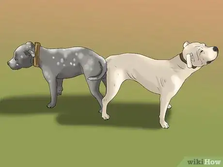 Image titled Breed Show Dogs Step 15