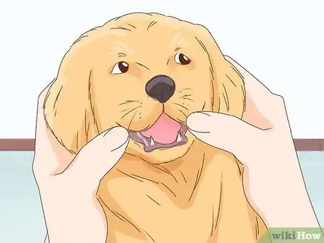 Image titled Pet a Dog Step 17