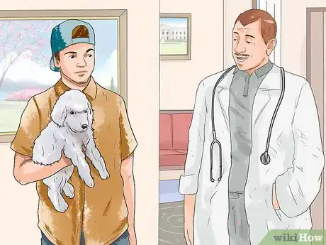 Image titled Diagnose Diabetes in Miniature Schnauzers Step 11