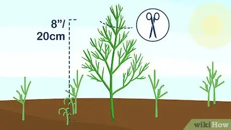 Image titled Grow Dill Step 9