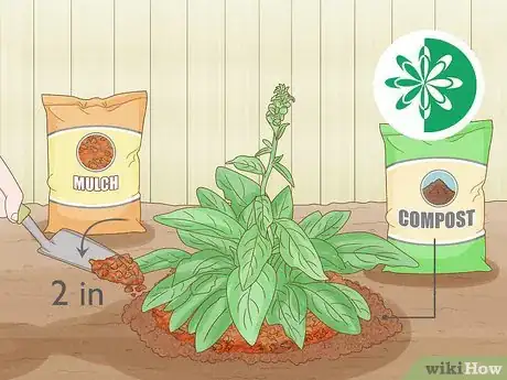 Image titled Grow Foxglove Step 8