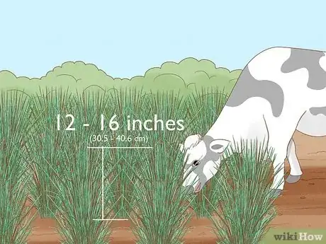 Image titled Plant Switchgrass Step 13