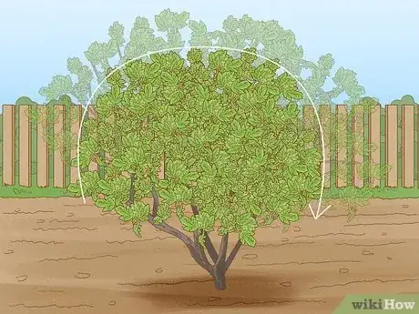 Image titled Prune a Snowball Bush Step 3