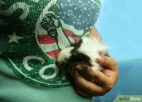 Image titled Make Your Guinea Pig Less Shy Step 3