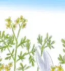 Grow Rue