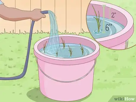 Image titled Plant Rice Indoors Step 10