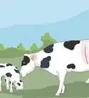 Perform a Caesarean Section on a Cow or Heifer
