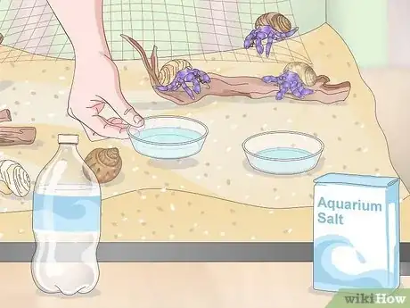 Image titled Care for a Hermit Crab (Purple Pincher) Step 12
