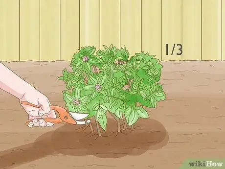 Image titled Prune Honeysuckle Step 12