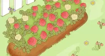 Protect Roses in the Winter