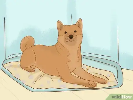 Image titled Calculate the Cost to Adopt a Dog Step 13