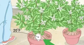 Pollinate a Lemon Tree