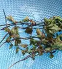 Use Mint As an Insect Repellent