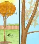 Grow Birch Trees
