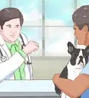 Get Another Dog After a Pet Dog's Death