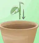 Keep Variegation in Plants