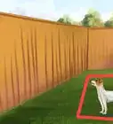 Care for a Jack Russell