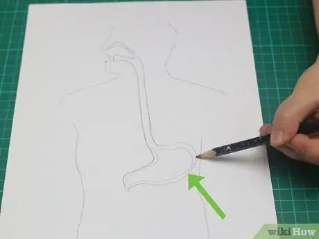 Image titled Draw a Model of the Digestive System Step 8