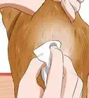 Express a Cat's Anal Glands