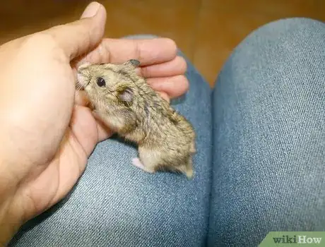 Image titled Perform a Check Up on Your Hamster Step 1