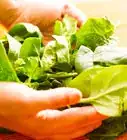 Prepare Spinach