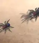 Identify a Wolf Spider