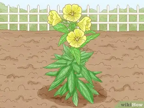 Image titled Grow Evening Primrose Step 1