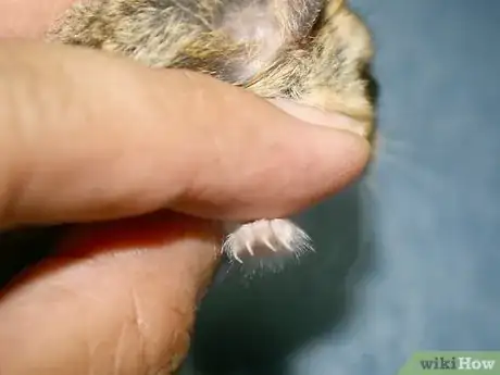 Image titled Perform a Check Up on Your Hamster Step 6