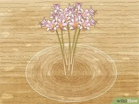 Image titled Transplant Resurrection Lilies Step 2