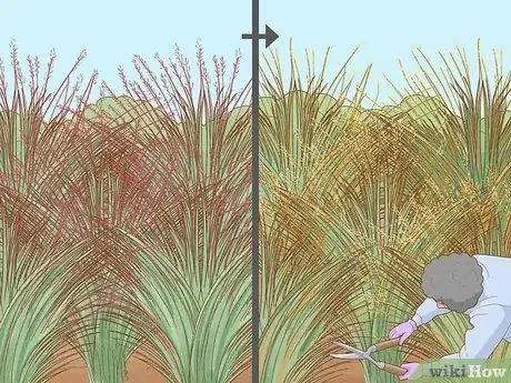 Image titled Plant Switchgrass Step 12
