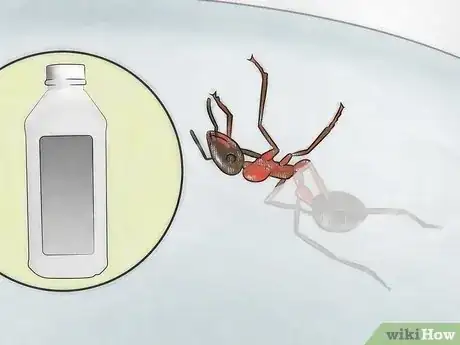 Image titled Identify Ants Step 3