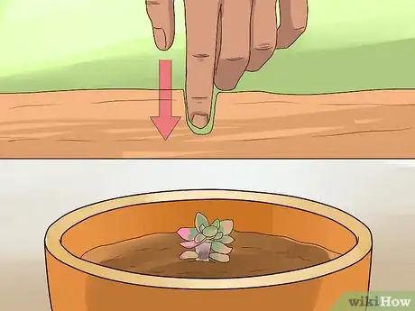 Image titled Propagate Succulents from Leaves Step 12
