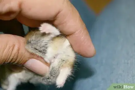 Image titled Perform a Check Up on Your Hamster Step 5