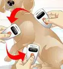 Tell if a Dog Is Microchipped