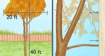 Grow Birch Trees