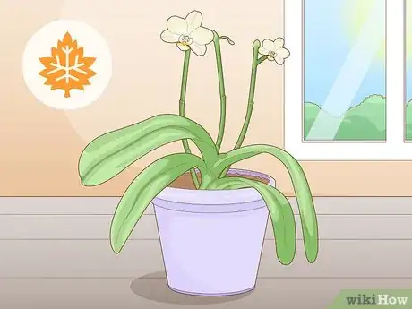 Image titled Get Orchids to Rebloom Step 10