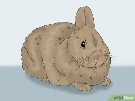 Image titled Determine the Sex of a Rabbit Step 2