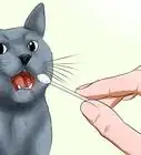 Identify a Russian Blue