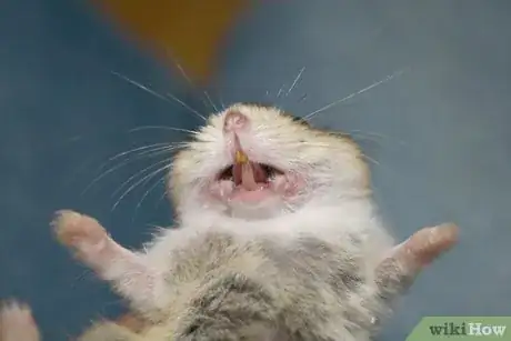 Image titled Perform a Check Up on Your Hamster Step 7
