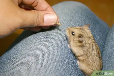 Image titled Perform a Check Up on Your Hamster Step 2