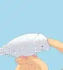 Why Do Animals Like Being Pet