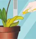 Care for Orchids