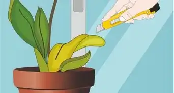Care for Orchids
